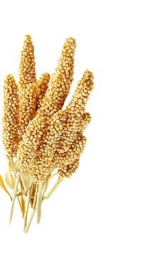 Millet Left