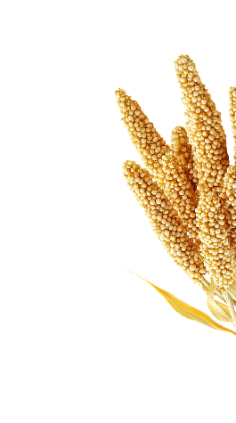 Right Corner Image