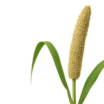 Millet Right